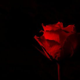 rode roos op zwarte achtergrond van Annet Niewold