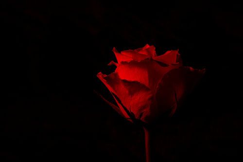 rode roos op zwarte achtergrond