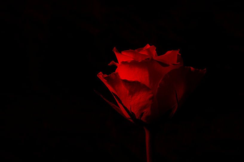 rote Rose von Annet Niewold