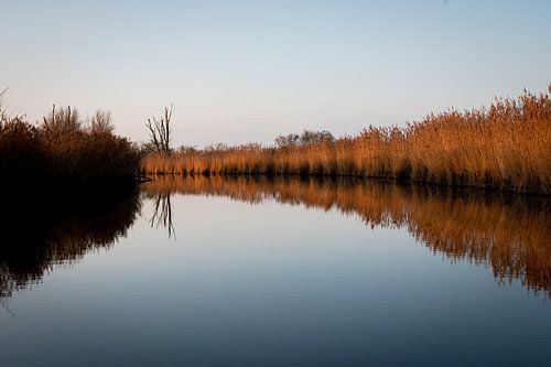 Ce aquatique - Oostvaardersplassen