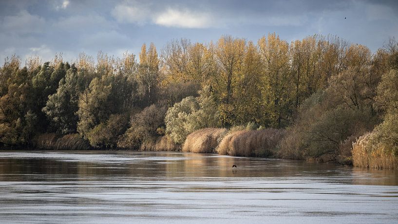 Scheldt River Moody Autumn Landscape by Imladris Images