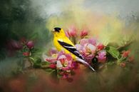 Vogels Schilderij Met Goudsijs Op Roze Lente Bloesem van Diana van Tankeren thumbnail