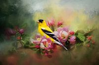 American Goldfinch On Painted Appelblossom Branch