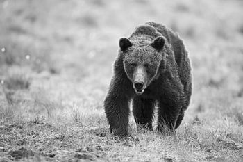 L'ours est ici