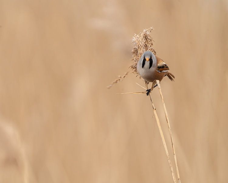 Bearded male by Liliane Jaspers