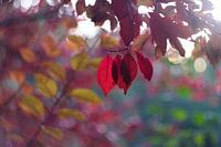 bladrood