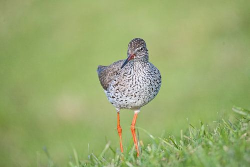 Redshank in the grass