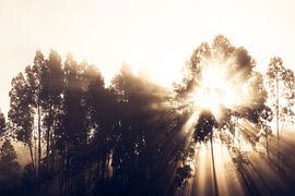 Sonnenaufgang hinter Eukalyptusbäumen von Shanti Hesse