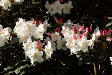 Weisse Rhododendronblüte, Close-Up, Deutschland