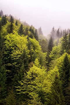 Foggy forest in spring