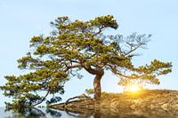 Baum mit strahlender Kraft im Sonnenuntergang