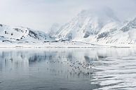 Vogels vergezellen ons op onze reis door Spitsbergen van Gerry van Roosmalen thumbnail