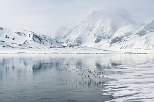 Vögel begleiten uns auf unserer Reise durch Spitzbergen