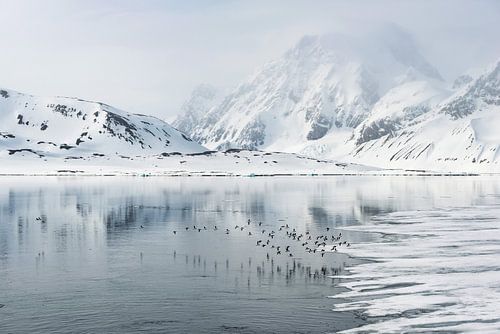 Birds accompany us on our journey through Spitsbergen
