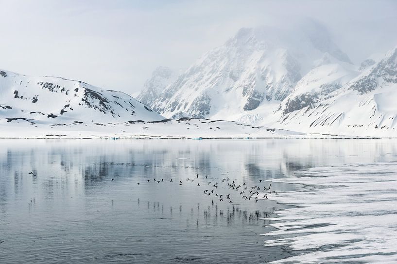 Vögel begleiten uns auf unserer Reise durch Spitzbergen von Gerry van Roosmalen