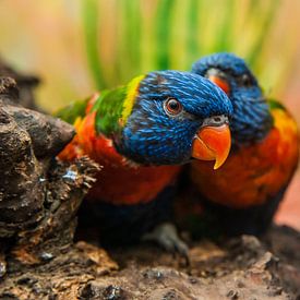 2 papegaaien von Dennis van Beek