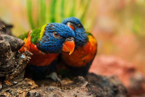 2 papegaaien van Dennis van Beek