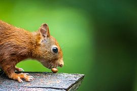 Nice nut! by Jaap Tempelman