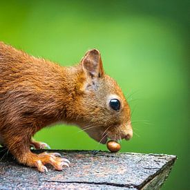 Lekker nootje! van Jaap Tempelman