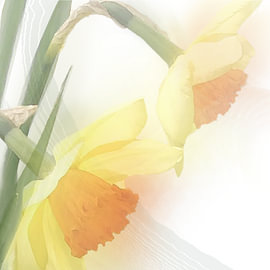 Daffodil in watercolour by Carla Baartman - Fun and Digital Art