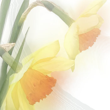 Narcisse à l'aquarelle