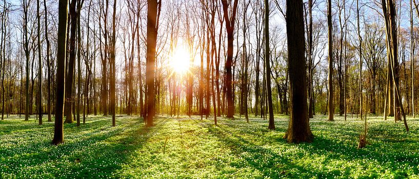 Spring in the forest by Günter Albers