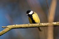P.major