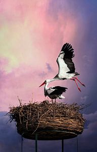 Störche im Nest gegen schönen Hintergrund