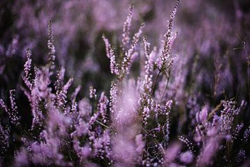 Close up of heather in August by Holly Klein Oonk