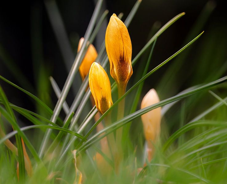 Crocus shows up again by Rudo Baartse