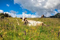 Gefleckte Kuh auf einer blumenreichen Wiese in den italienischen Dolomiten