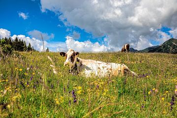 Gevlekte koe in een weiland vol met bloemen in de Italiaanse dolomieten van Wout Kok