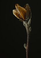 Magnolia