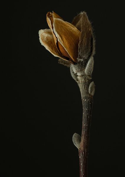 Magnolia van Karin Bakker Fotografie
