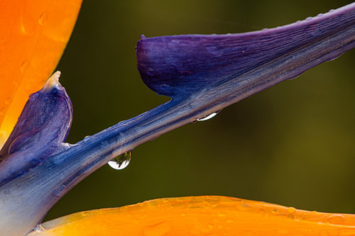 Bird of Paradise flower