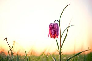 Kievitsbloem in een weide tijdens zonsopgang van Sjoerd van der Wal Fotografie