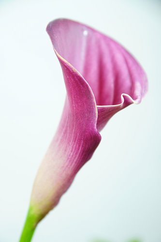 Roze Bloem