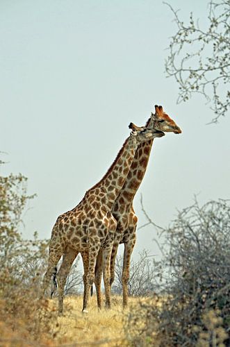Love on the African savannah