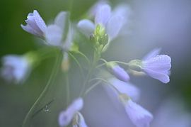 Pinksterbloem van NatureBliss