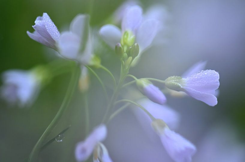 Pentecostal by NatureBliss