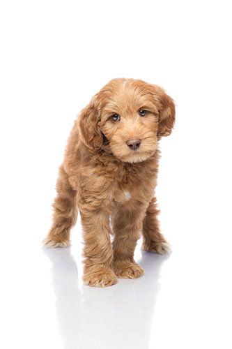 Photography dog/puppy white with mirror image