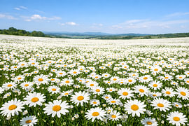 Een eindeloos veld met madeliefjes onder een blauwe hemel als zomers landschap van ButterflyPix