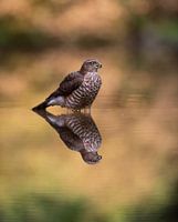 Sparrowhawk