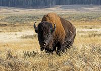 Yellowstone National Park Bison