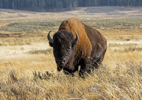 Yellowstone National Park Wisent