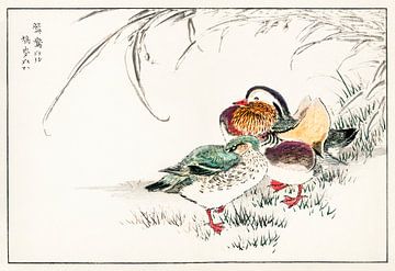 Illustration de canard mandarin et d'orge perlé par Numata Kashu sur Studio POPPY