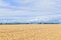 A wheat field under a summer sky