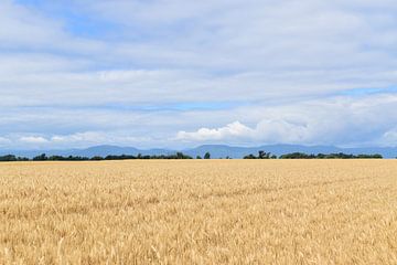 Un champ de blé sous un ciel d'été sur Claude Laprise