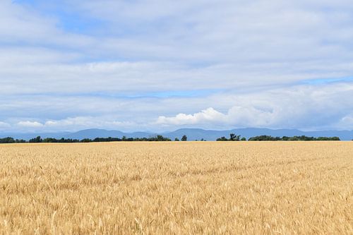 Ein Weizenfeld unter einem Sommerhimmel
