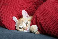 Poes